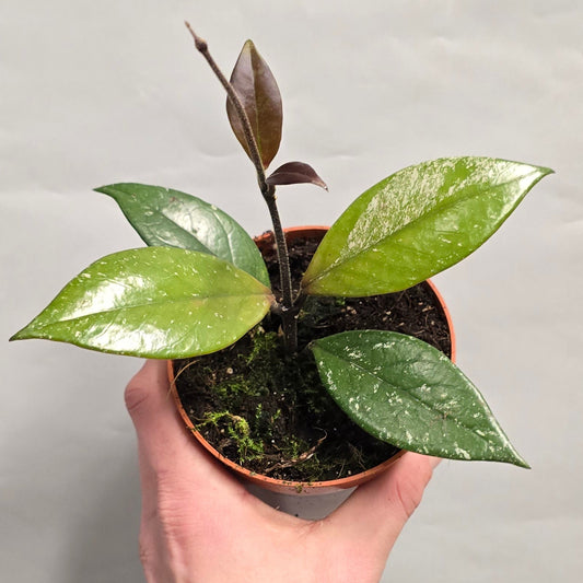 Hoya Carnosa Stardust