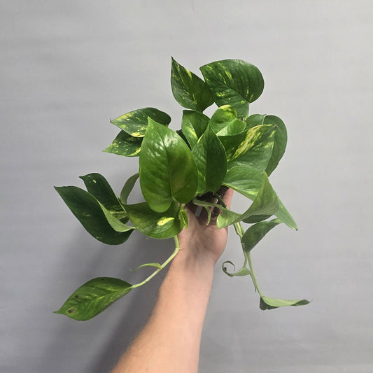 Aurem Pothos