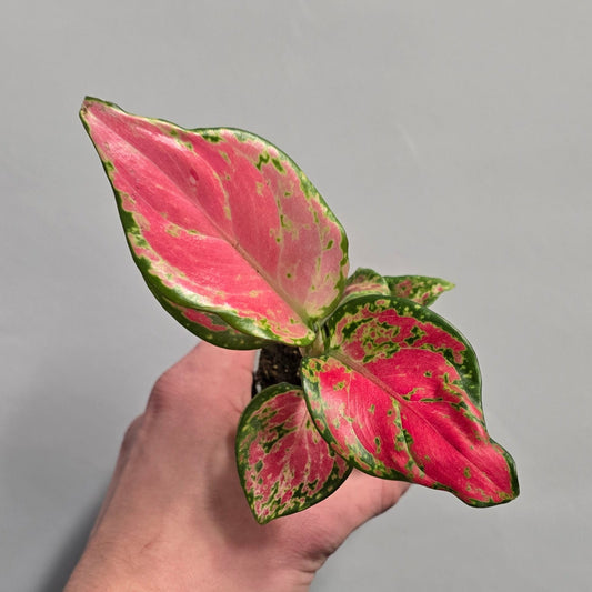 Mini – Aglaonema Lucky Red