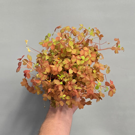 Oxalis Sunset velvet