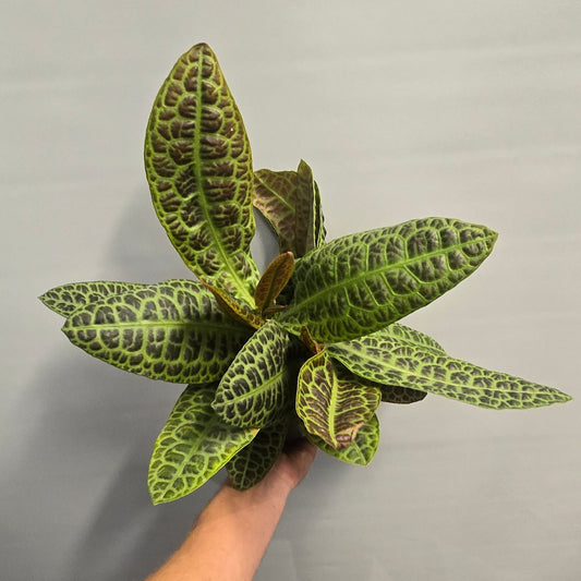 Labisia Obtusifolia "Kura Kura" - Turtle Bac