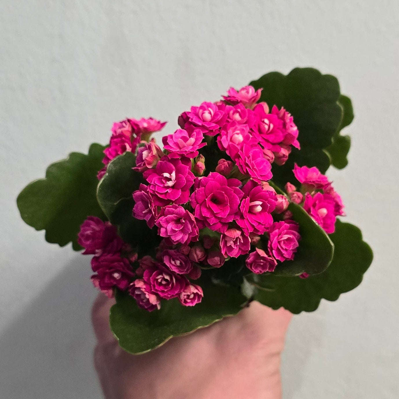 Mini - Kalanchoe - Widow's Thrill (Mixed)