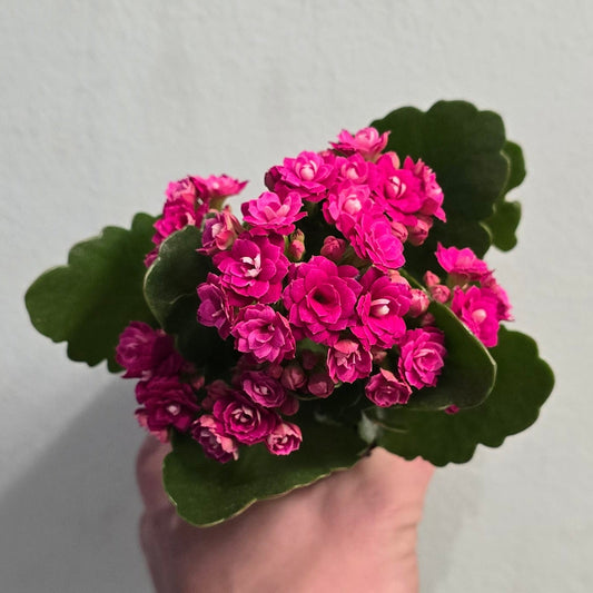 Mini - Kalanchoe - Widow's Thrill (Mixed)