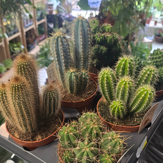 Cactus - mixed