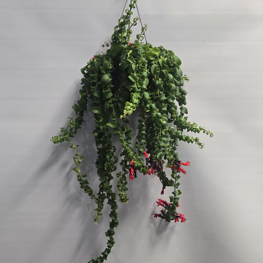 Hanging lipstick - Aeschynanthus Rasta