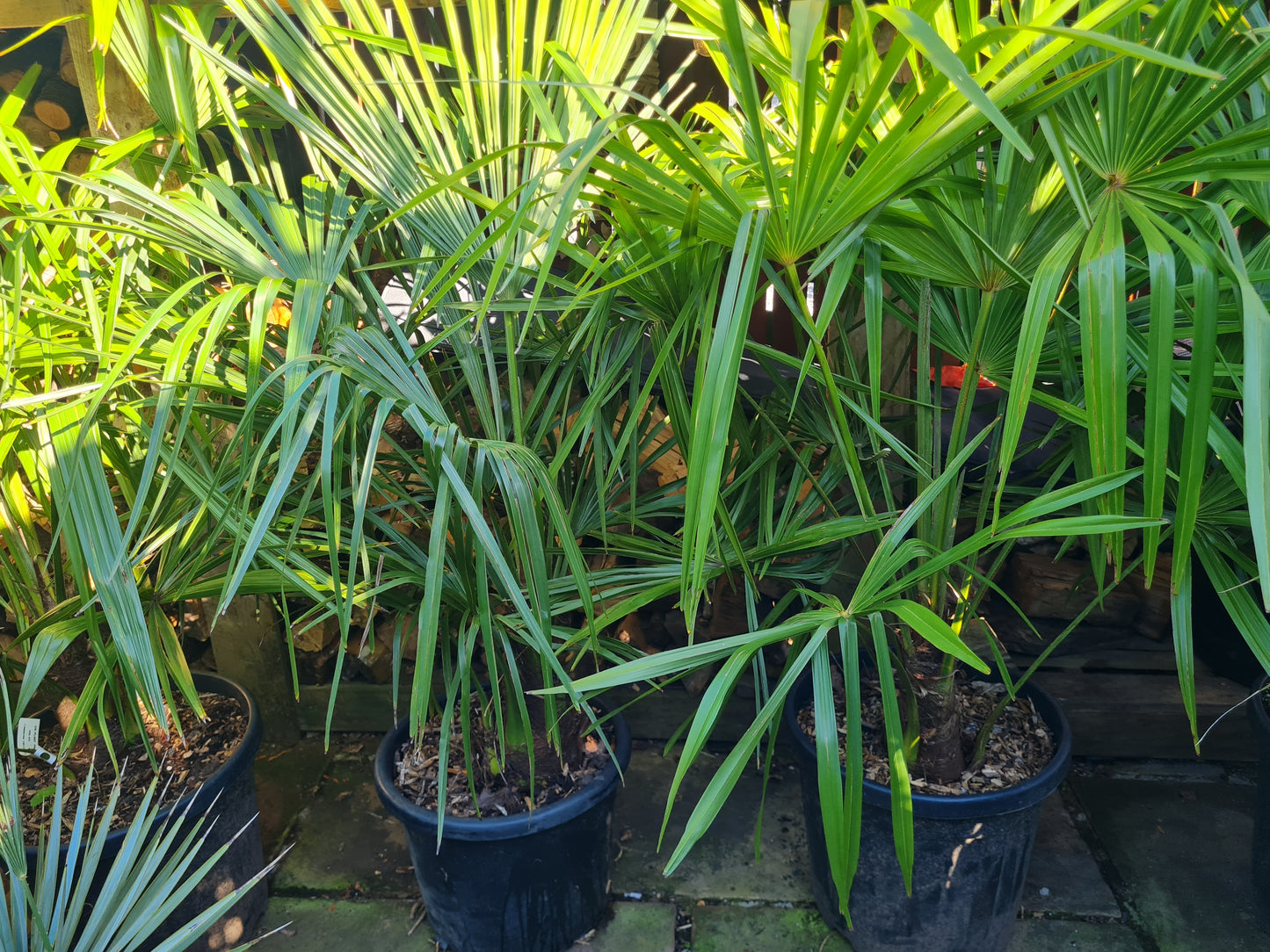 Tracycarpus Fortunei 30 litre