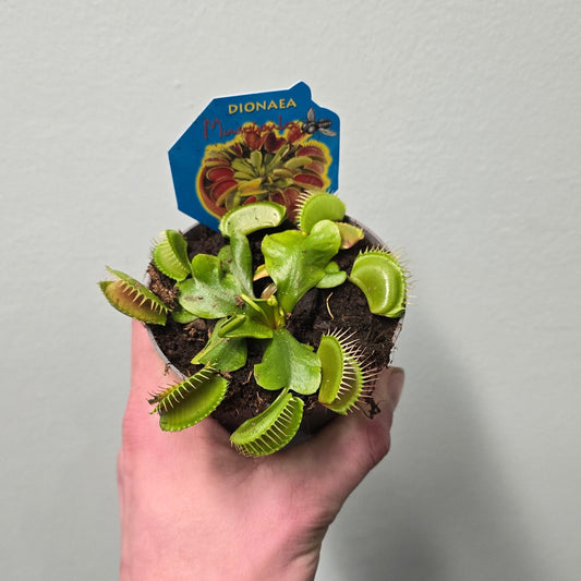 Venus fly Traps