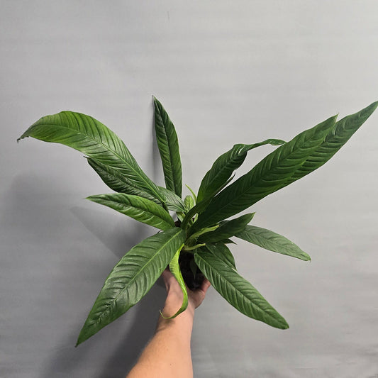 Philodendron Campii