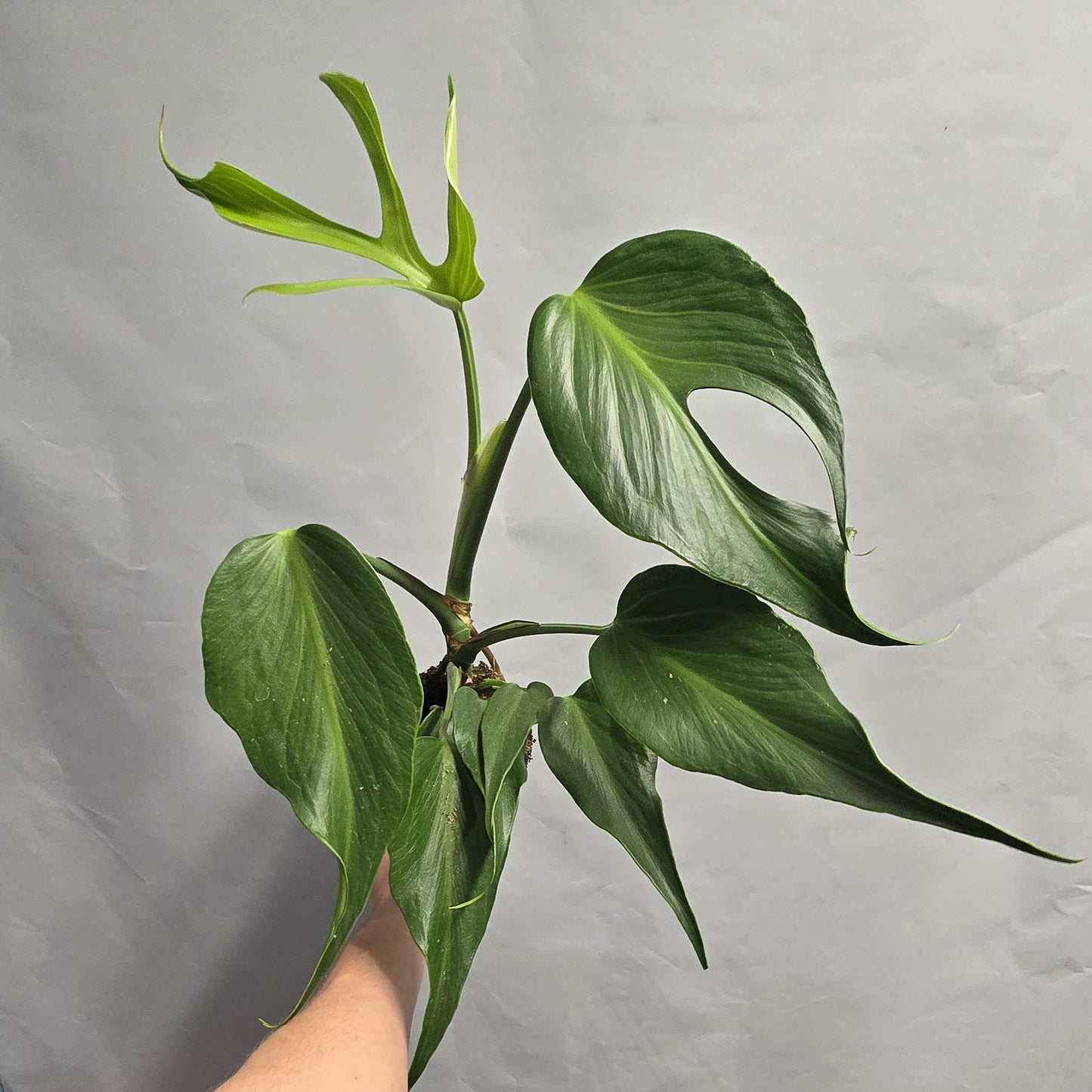 Monstera - Burle Marx Flame