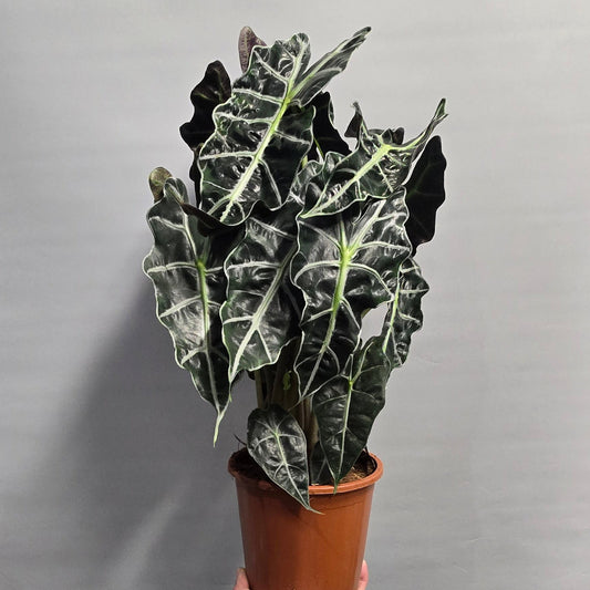 Alocasia Polly