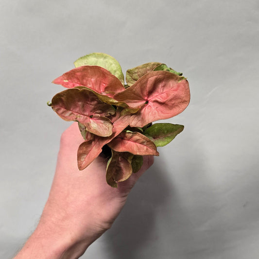 Mini - Syngonium New Dew