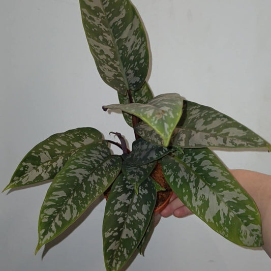 Rare Apoballis Acuminatissima - Purple Sword