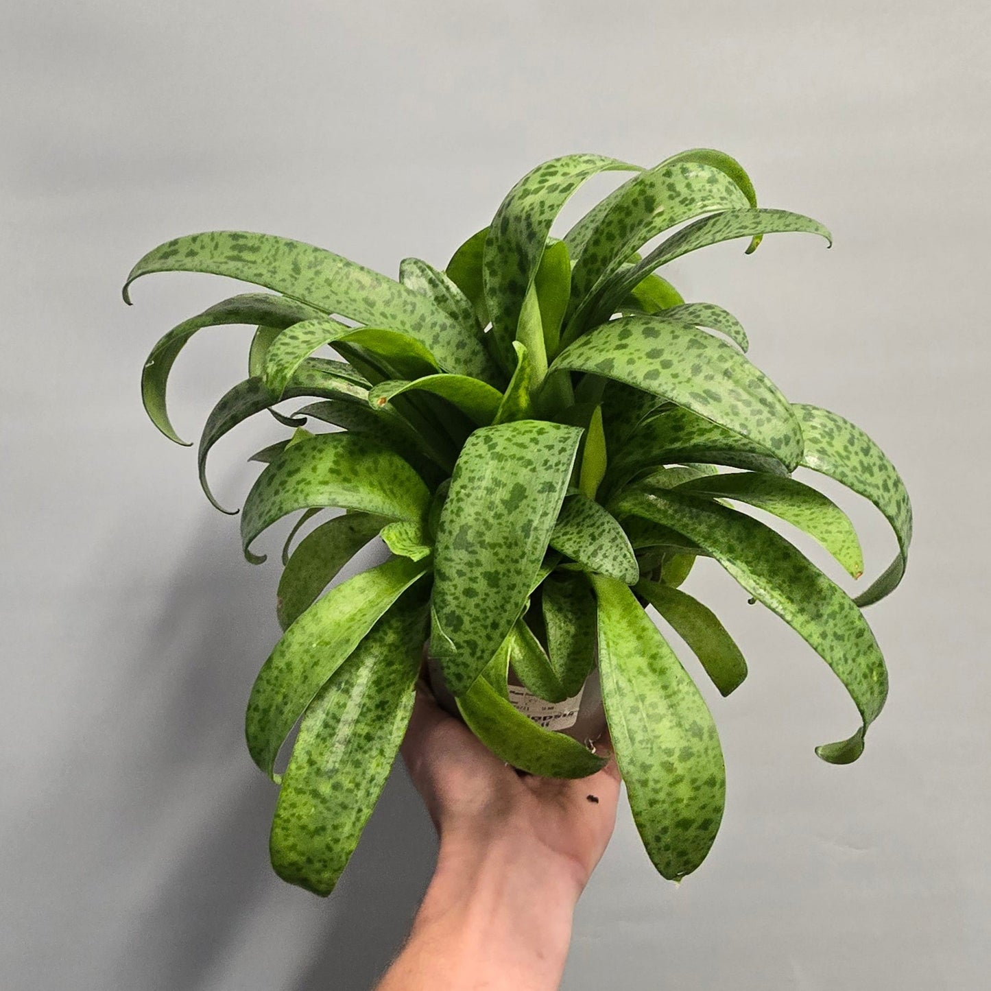 Little White Soldiers - Drimiopsis kirkii