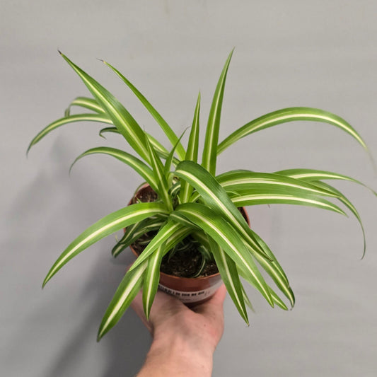 Spider Plants - Chlorophytum Ocean