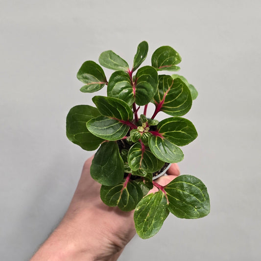 Mini - Iresine Herbstii