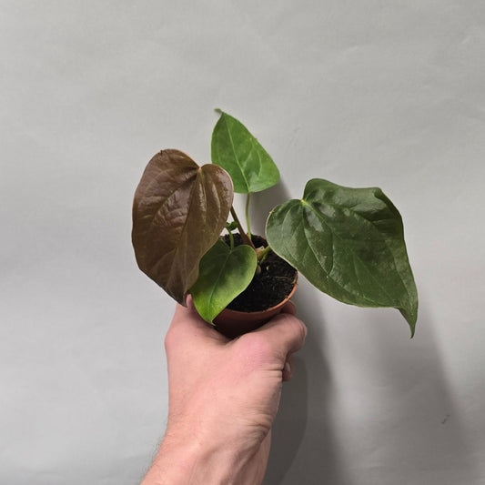 Mini - Anthurium Queen of Hearts