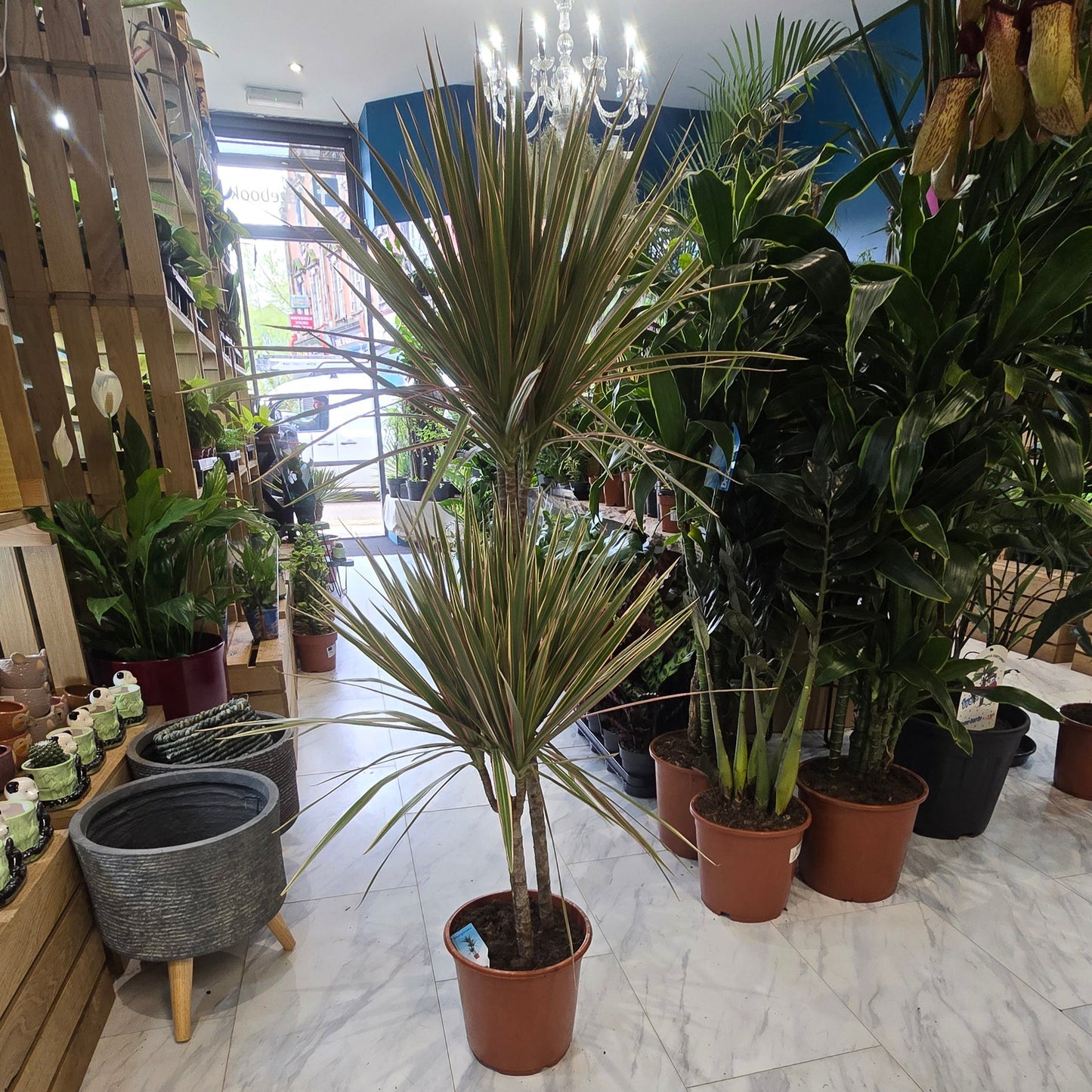 Dracaena Marginata - Pink Stripe - 1.2M