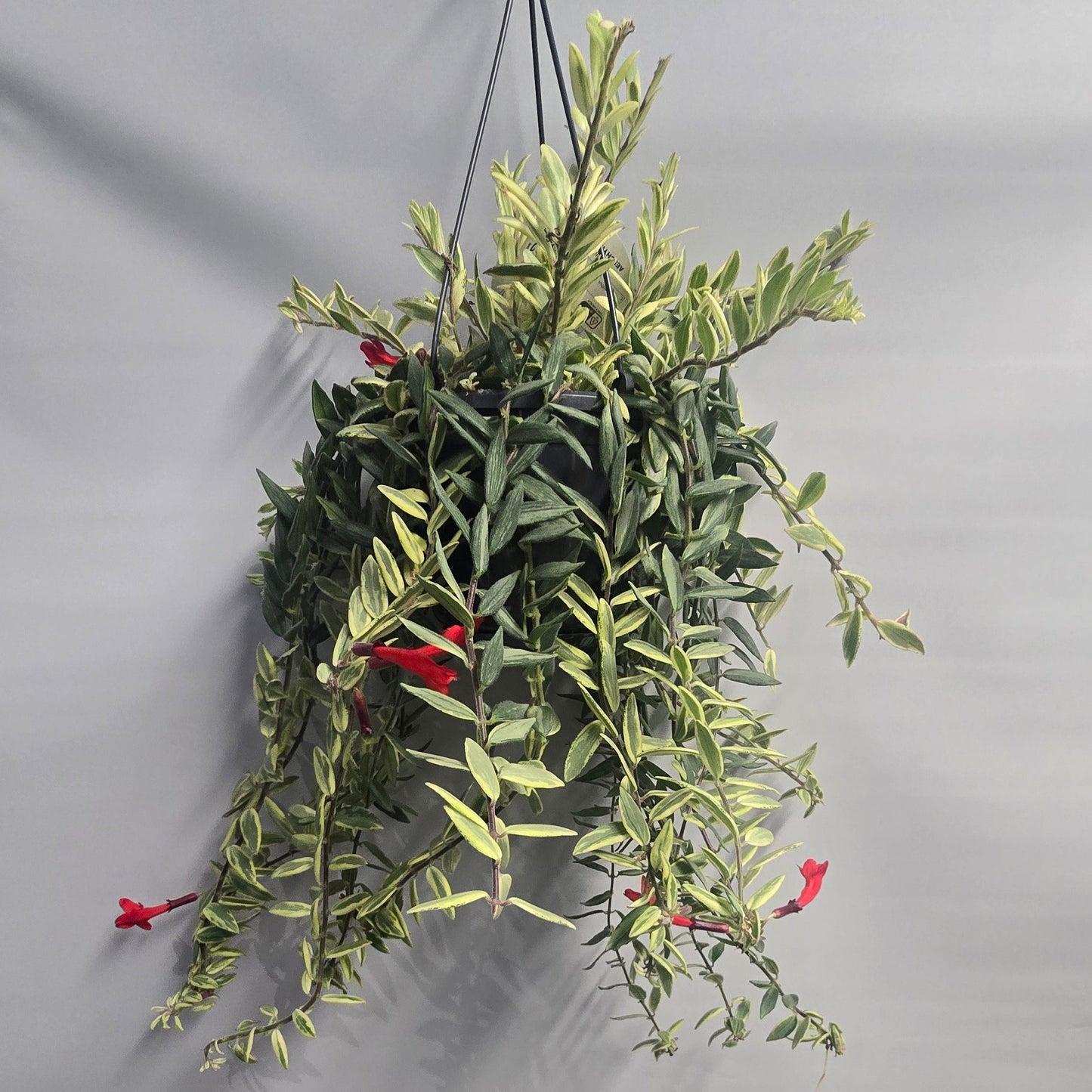 Hanging lipstick - Aeschynanthus Bicolore Variegated