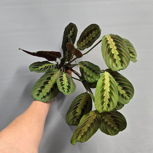 Maranta Leuconeura - Red Stripe Prayer plant