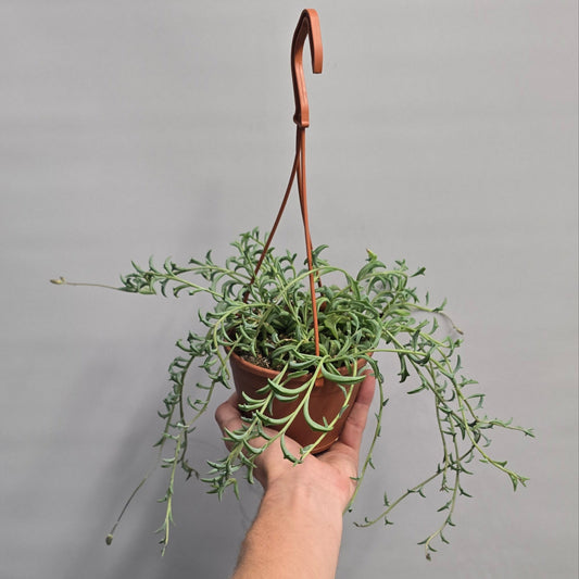 String of Dolphins - Hanging Pot