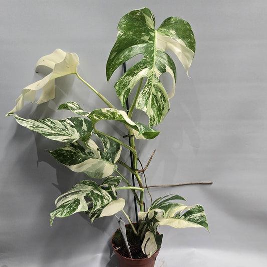 Monstera Albo Variegated