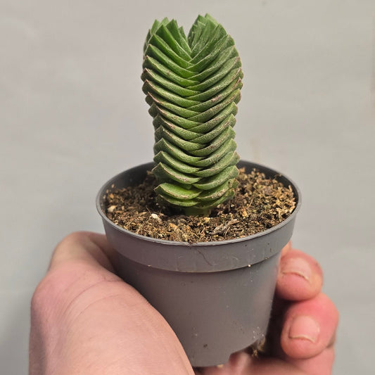Mini - Crassula Buddhas Temple