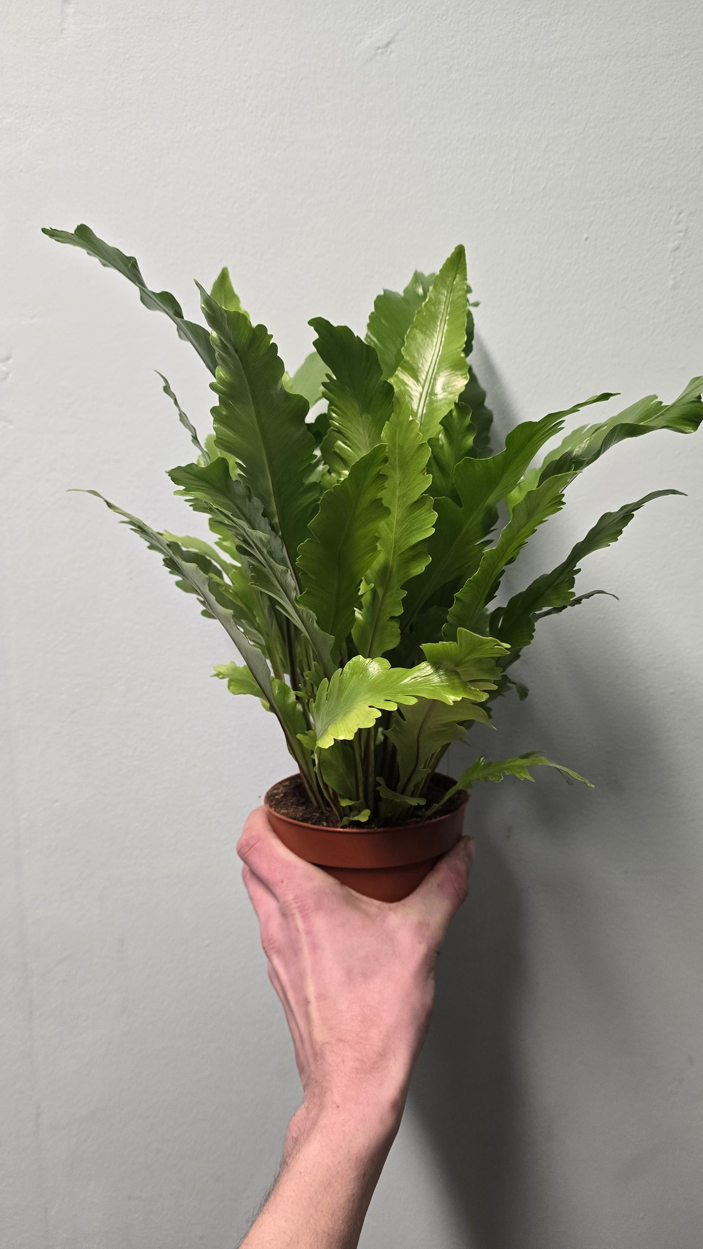 Champions Birds Nest Fern