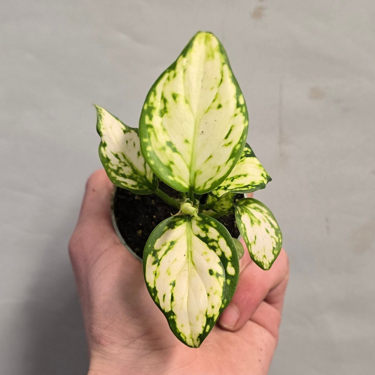Mini - Aglaonema Mix