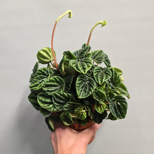 Peperomia - Lilian