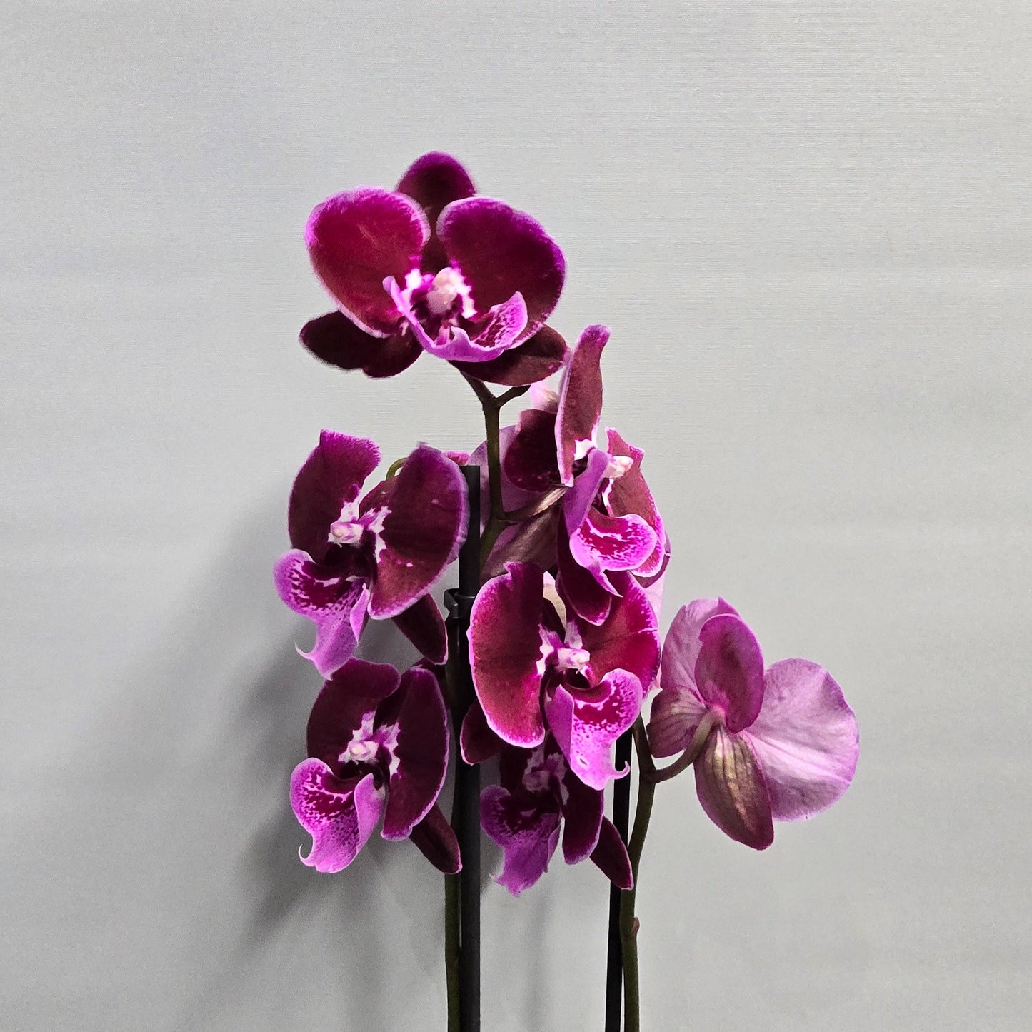Phalaenopsis Promiss Orchids - Double Stems