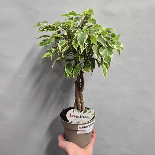 Ficus Benjamina