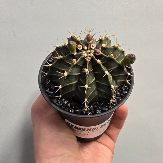 Black Gymnocalycum Mihanovichii Variegated