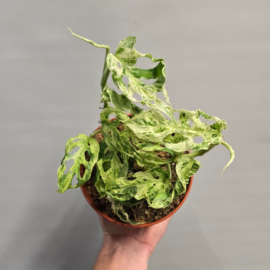 Monstera Frozen Freckles Variegated