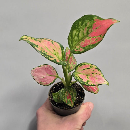 Mini – Aglaonema Red Valentine