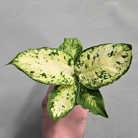 Mini - Dieffenbachia Amy