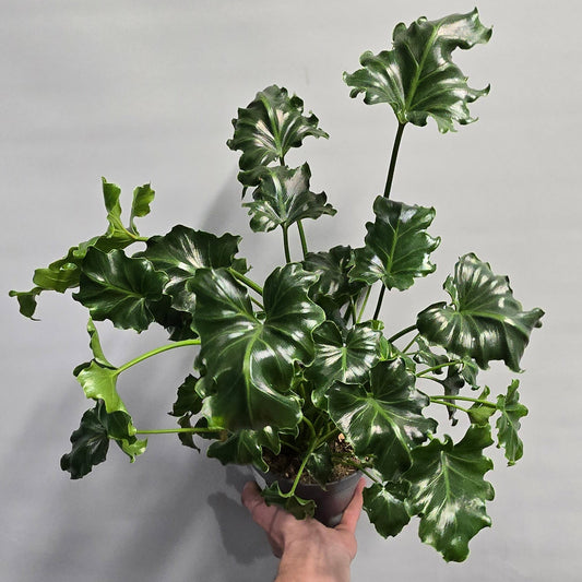 Philodendron Atlantis