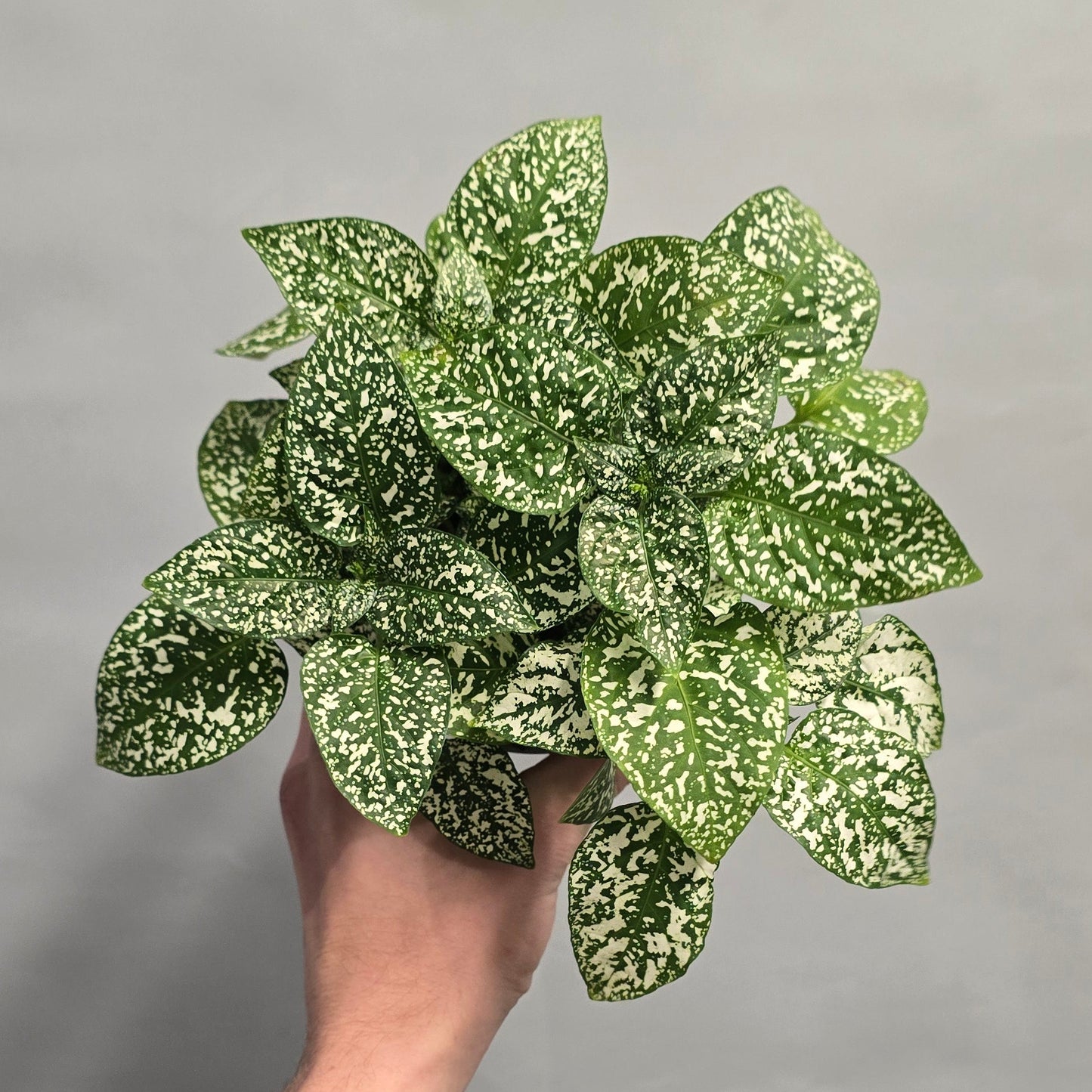 Polka Dot Plants Hypoestes ( 12cm Pots )