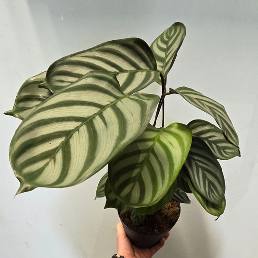 Never Never Plant - 40cm