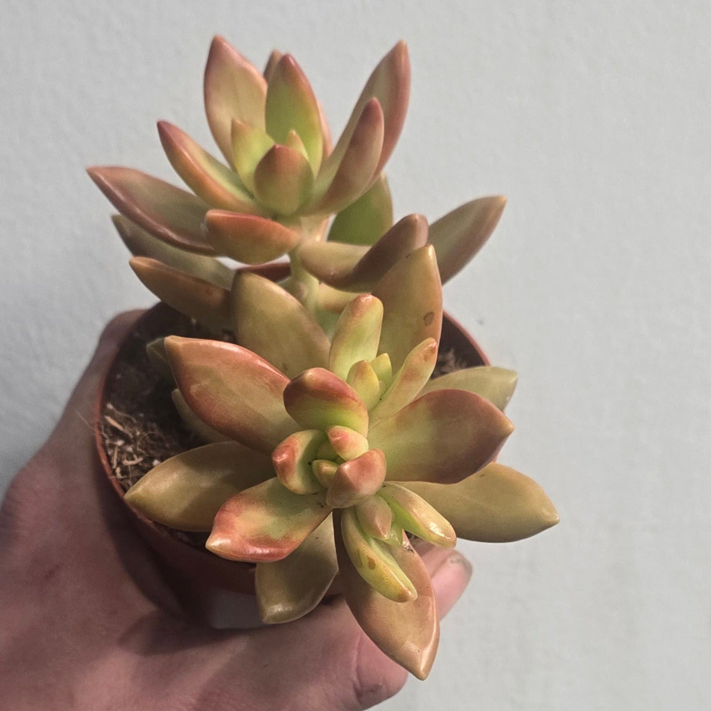 Small Sedum - Mixed