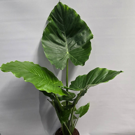 Alocasia Gageana