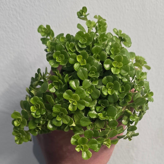 Mini - Baby Tears