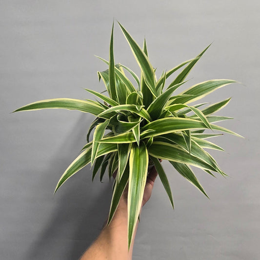 Spider Plants - Chlorophytum Ocean