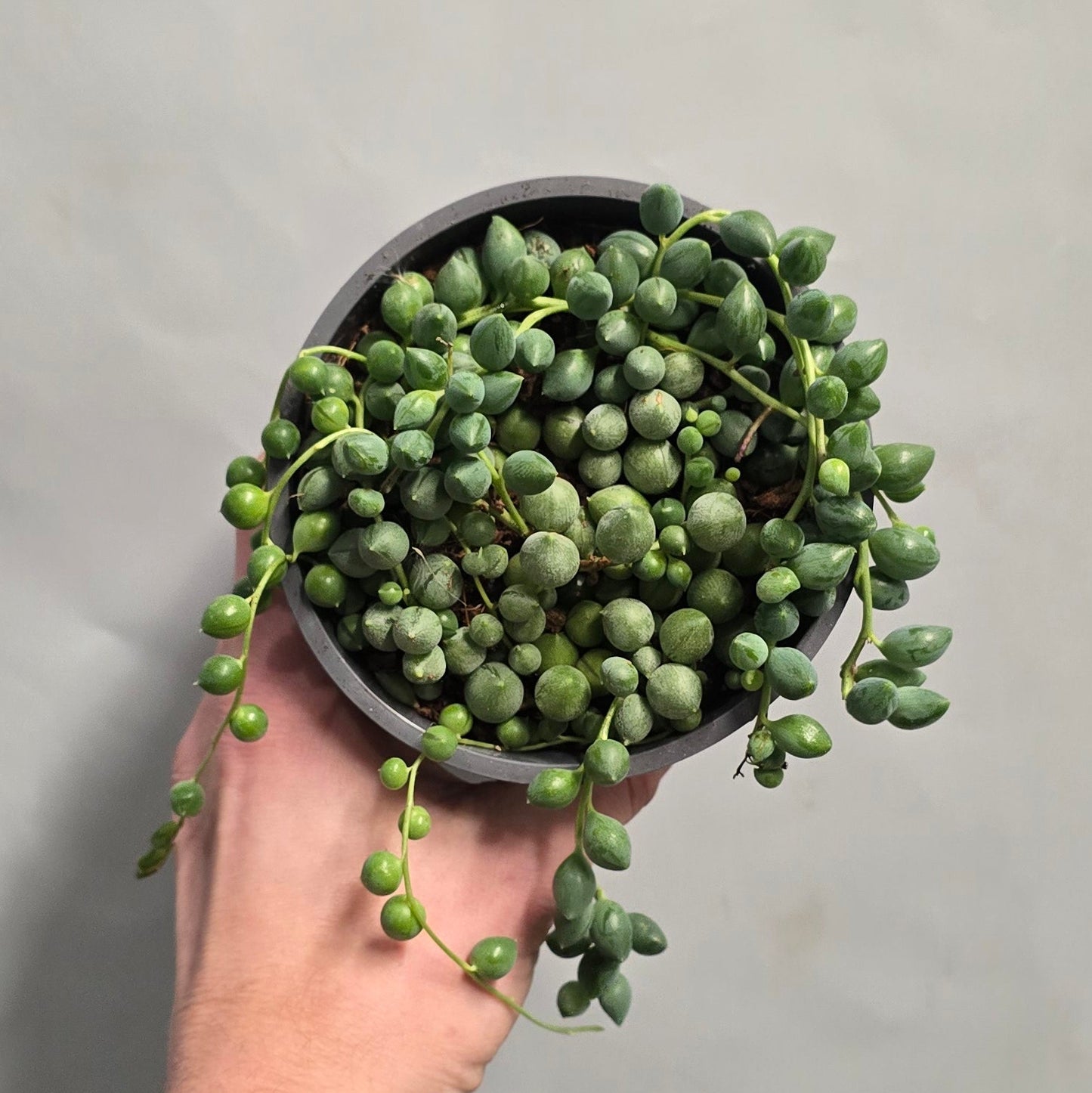 String of Pearls