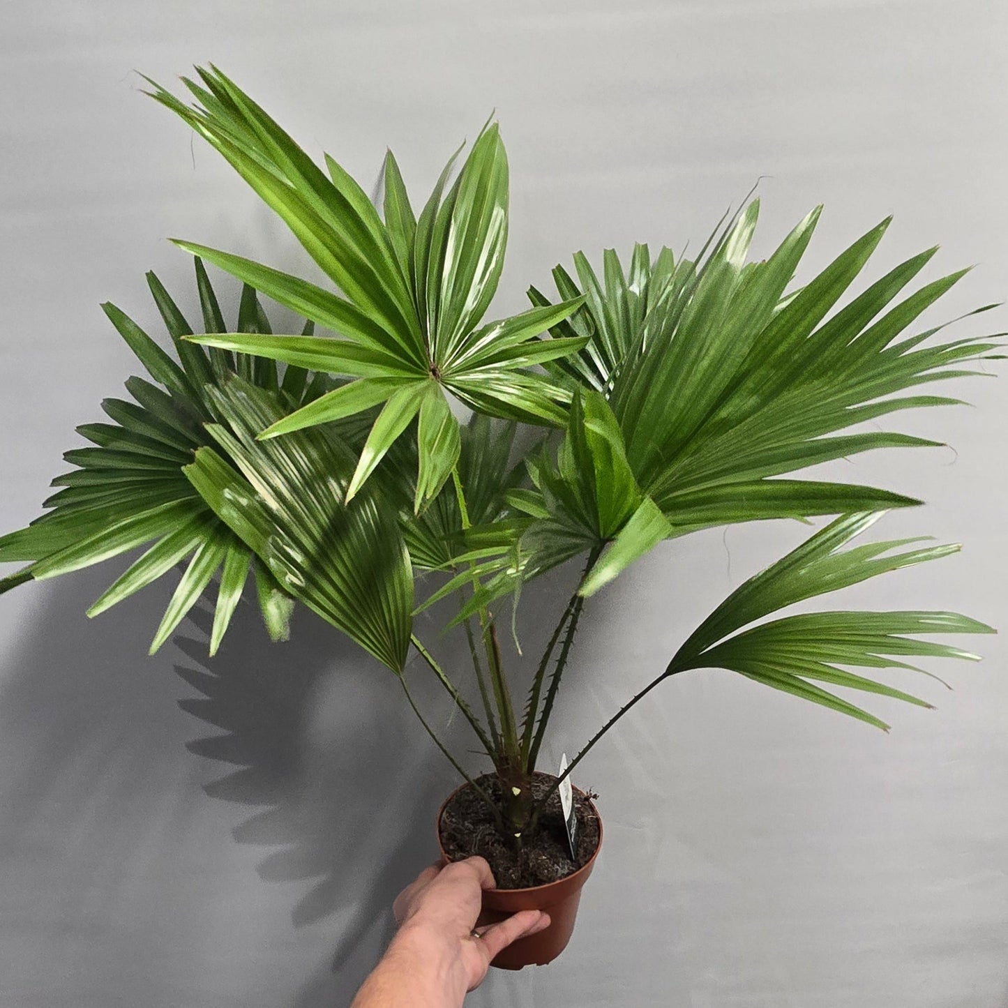 Livistonia Palm - Rotundifolia