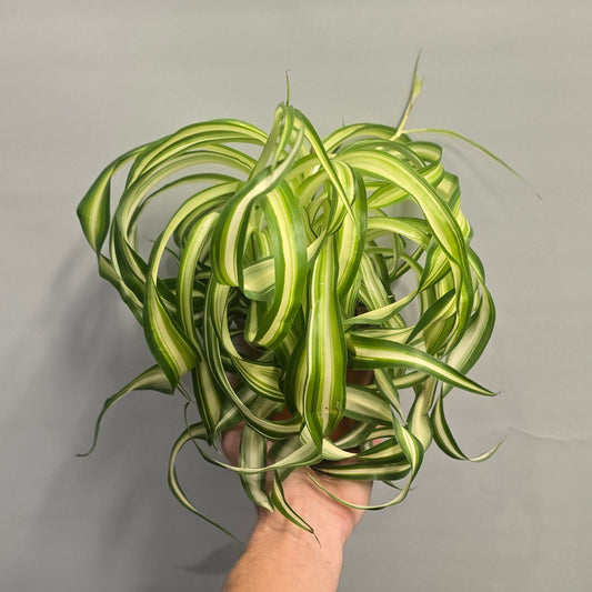 Curly Spider Plants - Chlorophytum Ocean