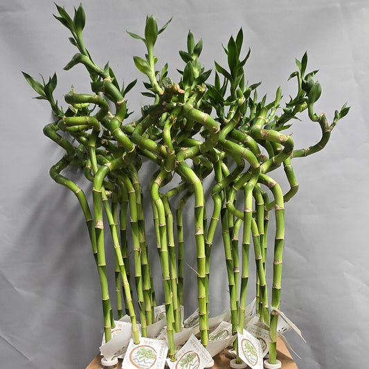 Lucky Bamboo Spiral in Water