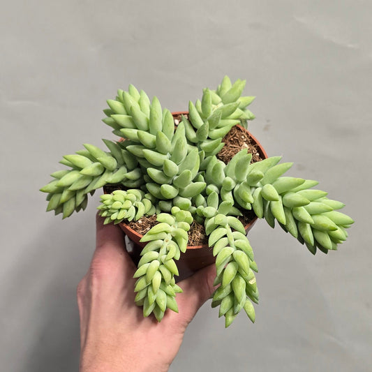 Sedum Burrito - Donkeys Tail
