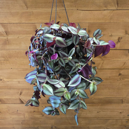 Hanging - Tradescantia Jewel