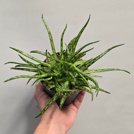 Spider Aloe
