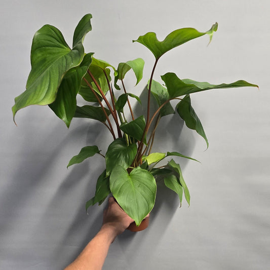 Homalomena Rubescens  - Maggy
